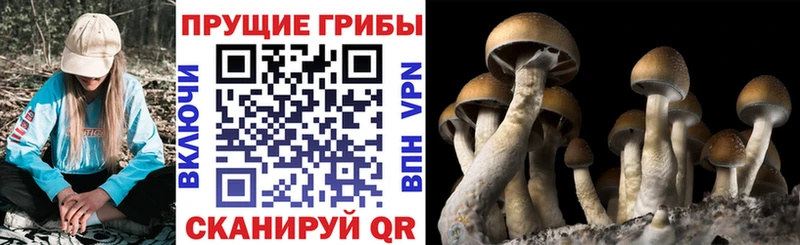 Псилоцибиновые грибы MAGIC MUSHROOMS  Купить  Вязники 